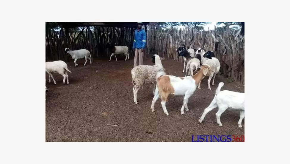P1,200 Boer Goats & Dorper Sheep For Sale
